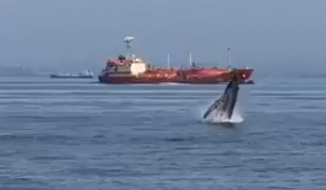 東京湾でクジラの目撃情報が相次ぐ！6月だけで9件、ジャンプを激写！地震前兆か