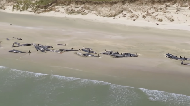 巨大地震の前兆か？クジラ約150頭がニュージランドの砂浜に座礁！2011年の大地震前にも・・・