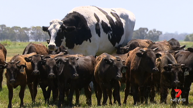 【話題】巨大な牛「ニッカーズ」が全世界で話題に！通常の2倍以上、体重1.4トンの巨体！理由は不明
