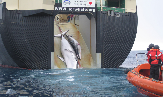 【速報】日本政府、国際捕鯨委員会（IWC）から脱退へ！来週にも正式決定！