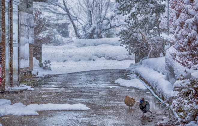 【冬の嵐】今年最強の寒波が到来へ！年末年始を直撃、西日本でも大雪の恐れ！北海道上空はマイナス45℃