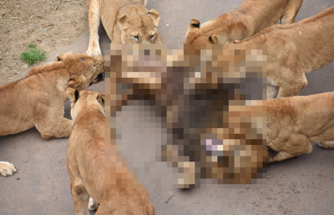 【騒然】多摩動物公園で雄ライオンが雌ライオンの集団に襲われる！噛み付かれて悲鳴も・・・　　