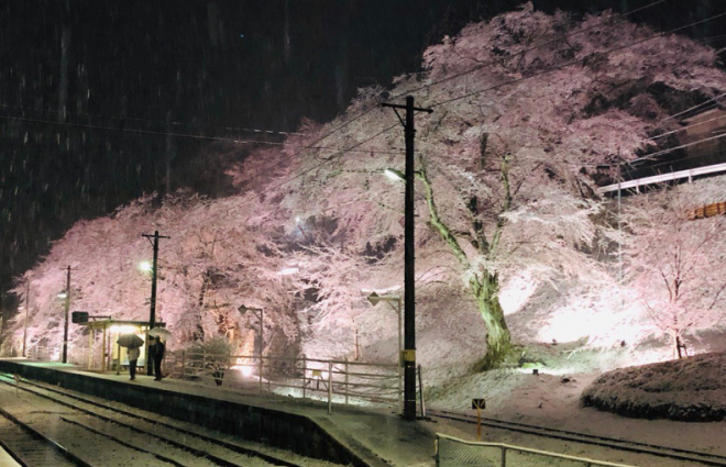 【異常気象】4月に寒さ、全国各地で真冬並みの気温に！週末から回復へ　貴重な雪桜も！