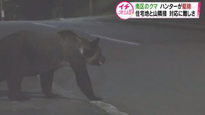 クマ駆除で札幌市に苦情約300件、ネット上は賛否両論に！「麻酔が効かない時もある」「人里を覚えたクマは危険」