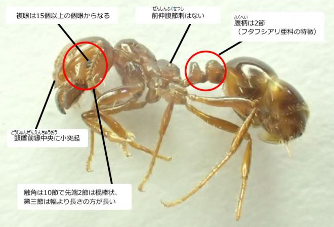 東京港で新たにヒアリが500匹以上発見される！青海ふ頭周囲で増殖か？先月に女王アリ56匹も