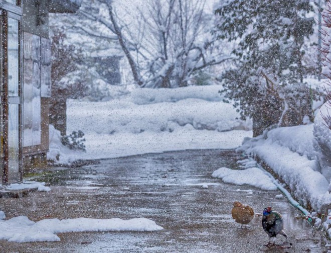 【注意】今季最強寒波が到来へ！暖冬から冬本番に一変、東京や名古屋でマイナス1℃に！大雪や寒波に警戒を
