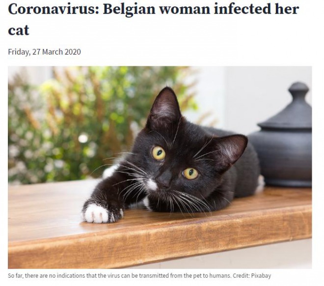 ベルギーの保険当局、猫から新型コロナウイルスを検出！人から飼い猫に伝染　猫の呼吸や消化に障害も