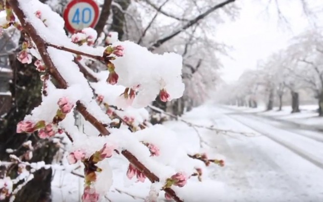 東京都で季節外れの積雪、雪桜の景色が話題に！大雪警報も一時発表　「物凄い幻想的」「雪に花びら」