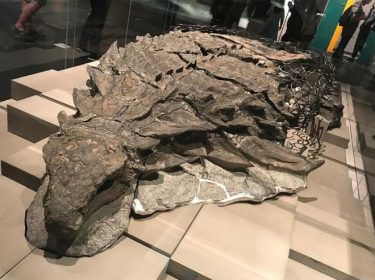 【大発見】恐竜のミイラから皮膚や臓器を確認！「ほぼ完全な状態」「これまでに見たことのないもの」