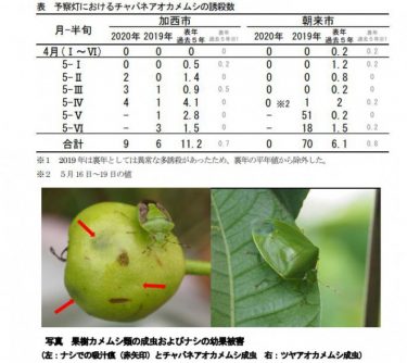 カメムシ大量発生の恐れ、兵庫県に病害虫発生予察注意報！平年の５倍を確認　「過去にないほどの数」