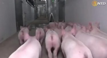 中国で新型豚インフルエンザ、パンデミックの恐れと研究結果　中国政府「重大視しない」