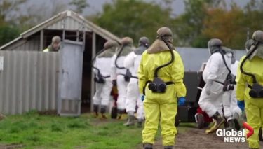 新型コロナウイルスの変異種を確認、ワクチンも効かなくなる恐れ！ミンク経由で感染か　最大1700万匹を殺処分へ！デンマーク政府