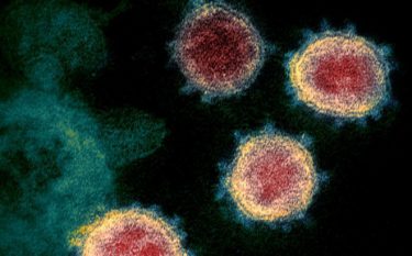 新型コロナウイルスの変異株を国内で確認、感染力と増殖効率が強まる！東大などがハムスター実験　「欧州から広がったタイプ」