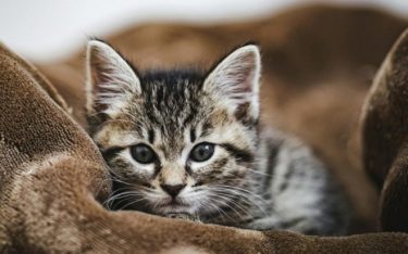猫が新型コロナウイルス感染、無症状でも肺に重度の炎症　感染から4週間経過でも後遺症！東京大学医科学研究所
