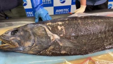 【話題】新種の巨大深海魚「ヨコヅナイワシ」を発見！セキトリイワシ科魚類の中で最大種、1メートル超えるサイズに騒然！