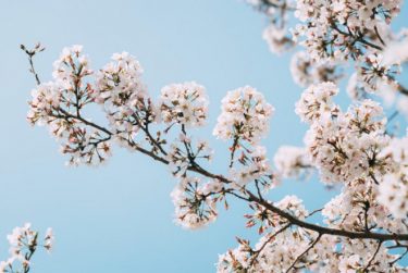 東京都で桜の開花、観測史上最速の開花に！平年より12日早く　花見の季節でウイルス対策も