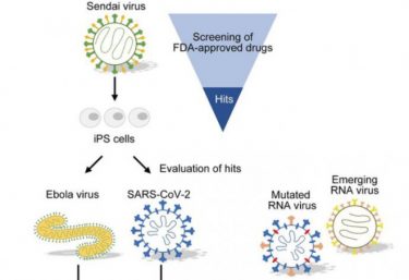 【朗報】IPS細胞を活用して新型コロナウイルス抑制、京都大が最新研究を発表！RNAウイルスに共通して作用