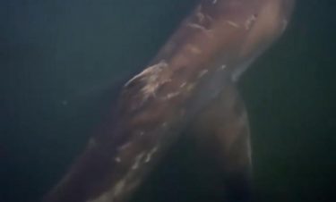 千葉県で再び幻の巨大サメ「メガマウス」を確認！港の岸壁に浮上、貴重な泳ぐシーンも撮影！連続出現は地震前兆との噂