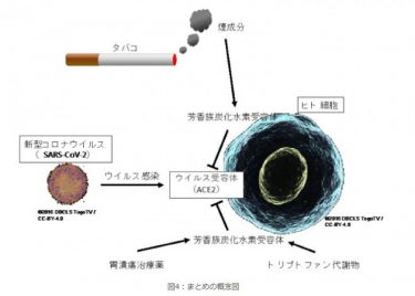 たばこの煙に新発見、新型コロナの感染を抑制と報告！感染受容体ＡＣＥ２発現量が低下　広島大学の研究グループ