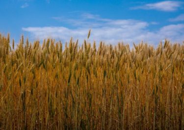 輸入小麦価格を17.3%引き上げへ、過去2番目の高値に！パンや麺類などは一斉値上げか　ロシア戦争でインフレ加速