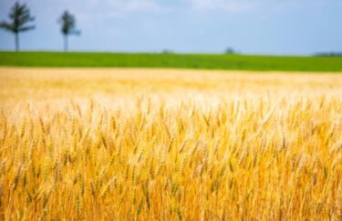 インドが小麦の輸出禁止を決定！価格上昇で緊急措置、世界第２位の小麦輸出大国　日本でも食料価格上昇の恐れ