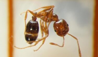猛毒なヒアリ1万匹以上を岡山で確認！過去最多の規模、女王アリは少なくとも４匹　環境省「定着はしていない」