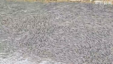愛知県でボラが大量発生！名古屋の黒川が真っ白に染まるほどの魚群を目撃、不吉な災害前兆？