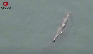 大阪湾にクジラ、淀川河口付近で目撃情報が相次ぐ！約8メートル大きさ　先日には名古屋でボラの大量発生