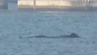 淀川の大型クジラ、今日も大阪湾で泳ぎ続ける　大勢の見物客も　「人生で初めてみた」「助かって欲しい」