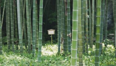 120年に一度？貴重な「竹の花」が鎌倉に！不吉の象徴とも言い伝えが…