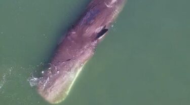 大阪湾の迷いクジラ「淀ちゃん」、動かないまま浮かぶ　死んだ可能性も？4日目は潮吹かず　