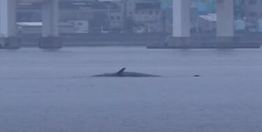 【速報】大阪の迷いクジラ、死亡を確認と発表　先日から活動ほぼ無く　「ヨドちゃん」の名前で親しみも