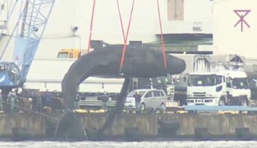 大阪の迷いクジラ「淀ちゃん」、死体を大型の作業船で撤去　体長15mが宙に浮く　住民らが多数見守る