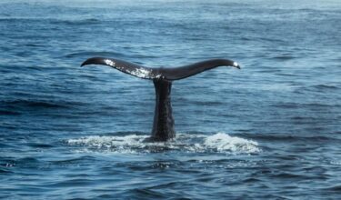 【速報】東京湾にもクジラが出現！体長7メートル超、アクアライン付近で泳ぐ姿　相次ぐ海洋生物の異変は災害の前触れか