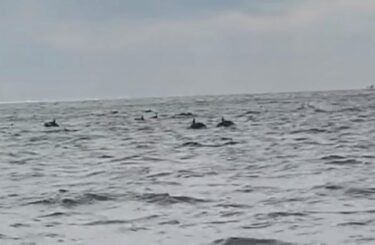 今度は東京湾にイルカの大群、約100頭が泳ぐ姿も！茨城県などでもイルカの報告　クジラや深海魚など異変相次ぐ