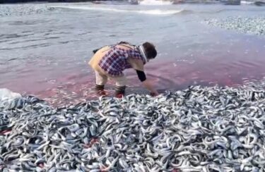 【不気味】大量のイワシが相次ぐ！新潟県で海岸を埋め尽くす大量のイワシ！広島県でも魚の大量死　相次ぐ魚類の大量発生の理由は？