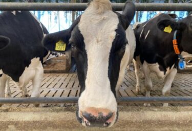 最大4万頭の乳牛を殺処分へ　昆虫食を推進しながら乳牛削減に批判相次ぐ！農政の失敗で牛たちが犠牲に