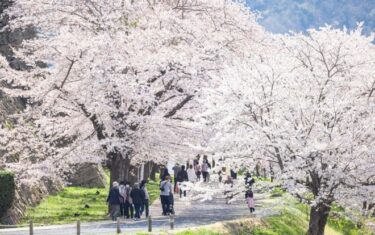 東京都心で10年ぶりの夏日を観測！3月の夏日は5回目、桜も平年より早く満開　明日からは再び気温低下