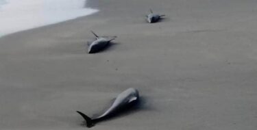 約30頭のイルカ、千葉県の海岸でイルカの打ち上げ報告が相次ぐ！東日本大震災前にも類似の報告　千葉・一宮町の海岸　