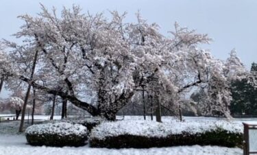 東北地方で季節外れの雪！4月なのに積雪、各地で気温一桁台！満開の桜が雪で真っ白に