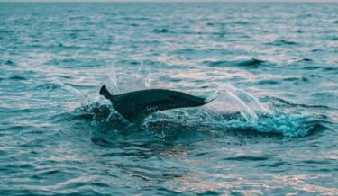 愛媛県・今治市沖にイルカの大群！100頭が出現、漁船と並走　中央構造線断層帯付近　