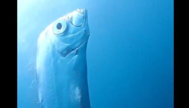 巨大地震の前兆か！？台湾で巨大深海魚「サケガシラ」の目撃報告が多発、終末の魚とも