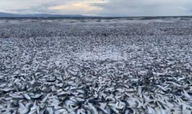 海岸に大量のイワシ打ち上げ、北海道で梅を埋め尽くすほどの魚に騒然！「こんな大量は初めて」「災害の前兆では」