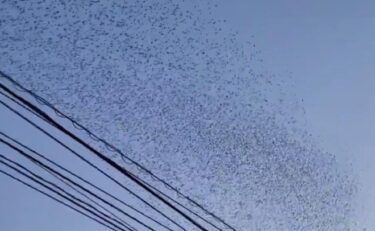 石川大地震の発生直前に鳥が謎の集団行動！各地で目撃報告が多数、大地震の前兆行動か　令和6年能登半島地震
