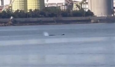大地震の前兆？大阪湾でクジラに続いてイルカらしき群れ、吉村知事も困惑　クジラは大阪湾に留まる