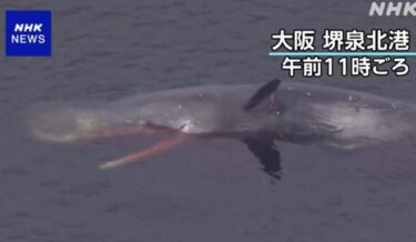 大阪湾のクジラが死ぬ、体長12mと推定　一時的に埋設へ　マッコウクジラとみられるクジラ　地震の前兆との噂も