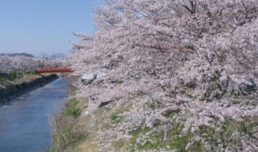 全国各地で桜が満開に！東京や岐阜で桜満開、日本さくら名所100選でもピーク迎える　花見シーズン到来